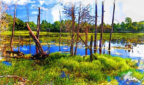 Painterly illustration of a wetland in the Chesapeake Bay watershed
